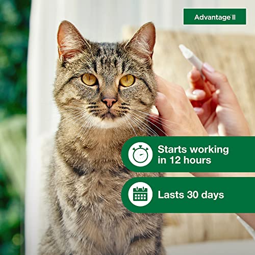 Advantage II Large Cat Vet-Recommended Flea Treatment & Prevention | Cats Over 9 lbs. | 4-Month Supply