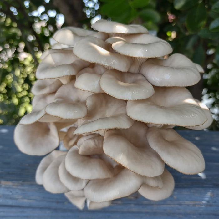 Four All in One Mushroom Kits, Yellow Oyster, Blue Oyster, Florida Oyster, and Pink Oyster