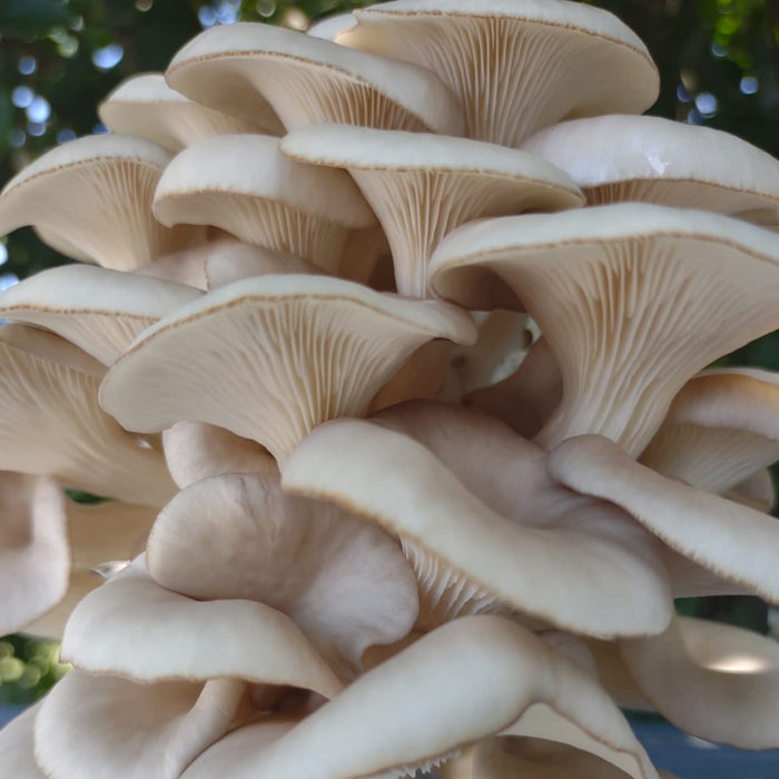 Four All in One Mushroom Kits, Yellow Oyster, Blue Oyster, Florida Oyster, and Pink Oyster