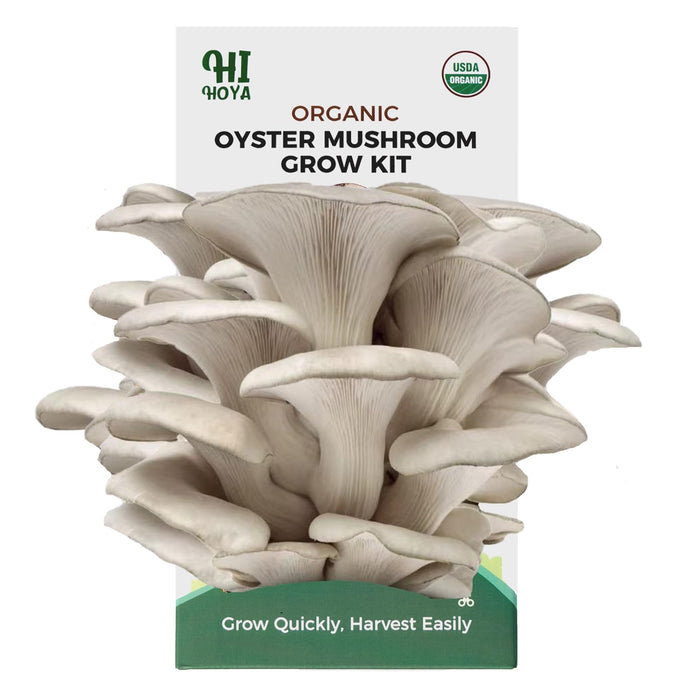 Large Organic Mushroom Growing Kit USDA Certified, Non-GMO Fresh Gourmet Oyster Mushroom,Made in USA,Harvest in 10 Days, Top 10 Gardening Gift for Kids & Adults