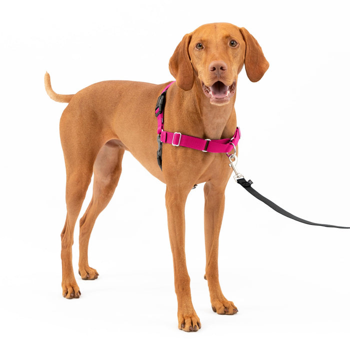 PetSafe Easy Walk Dog Harness - Stop Pulling & Teach Leash Manners - Prevent Pulling on Walks - Medium, Raspberry/Gray