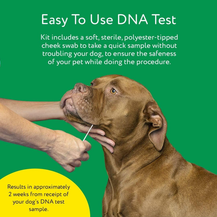 Dna My Dog Essential Test – Breed ID Test Mixed Breed Identification, Personality Traits, for Puppies to Adult Dogs, Non-Invasive Cheek Swab