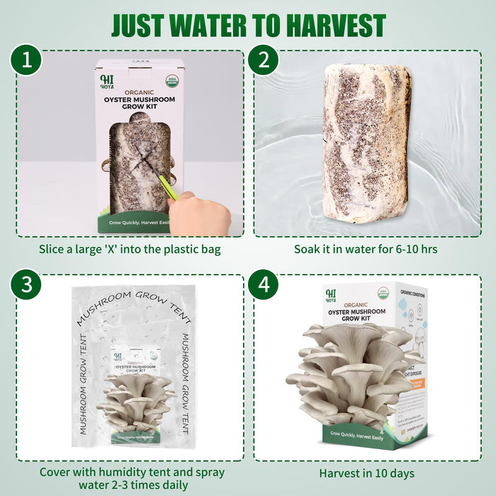 Large Organic Mushroom Growing Kit USDA Certified, Non-GMO Fresh Gourmet Oyster Mushroom,Made in USA,Harvest in 10 Days, Top 10 Gardening Gift for Kids & Adults