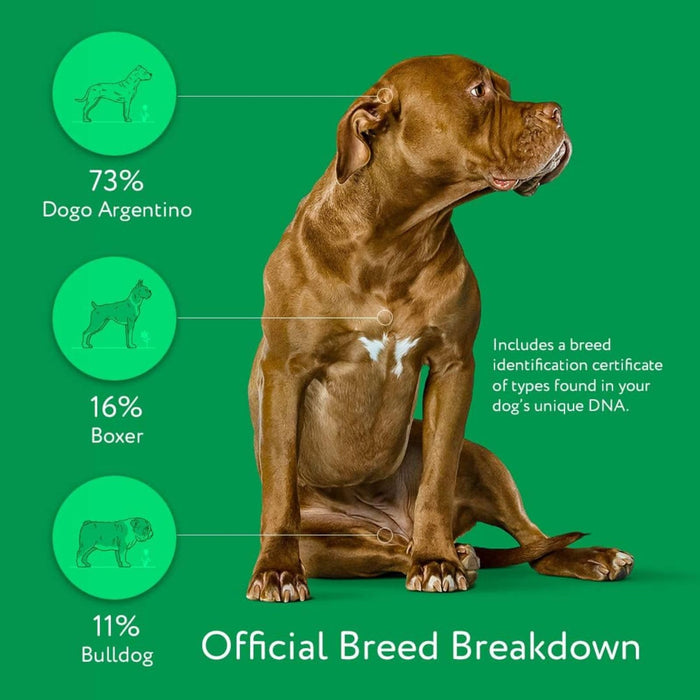 Dna My Dog Essential Test – Breed ID Test Mixed Breed Identification, Personality Traits, for Puppies to Adult Dogs, Non-Invasive Cheek Swab