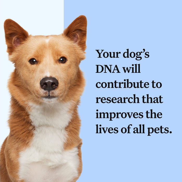 Wisdom Panel Breed Discovery Dog DNA Kit: Most Accurate Dog Breed Identification, Test for 365+ Breeds, MDR1 Health Test, Ancestry, Relatives