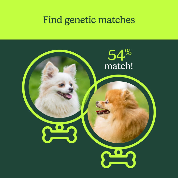 AncestryDNA Know Your Pet DNA: Dog DNA Breed Identification Test, Genetic Traits, DNA Matches, Dog DNA Test