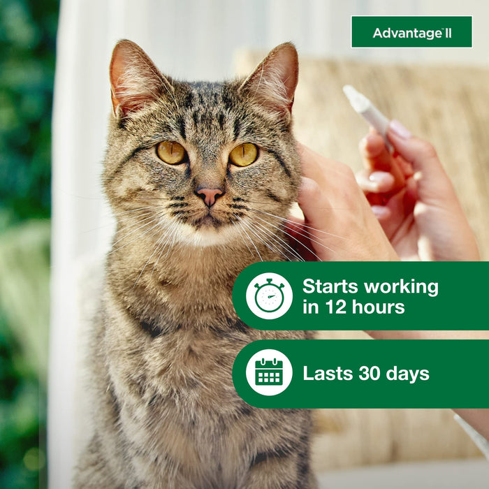 Advantage II Large Cat Vet-Recommended Flea Treatment & Prevention | Cats Over 9 lbs. | 12-Month Supply