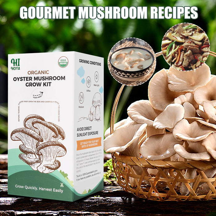 Large Organic Mushroom Growing Kit USDA Certified, Non-GMO Fresh Gourmet Oyster Mushroom,Made in USA,Harvest in 10 Days, Top 10 Gardening Gift for Kids & Adults