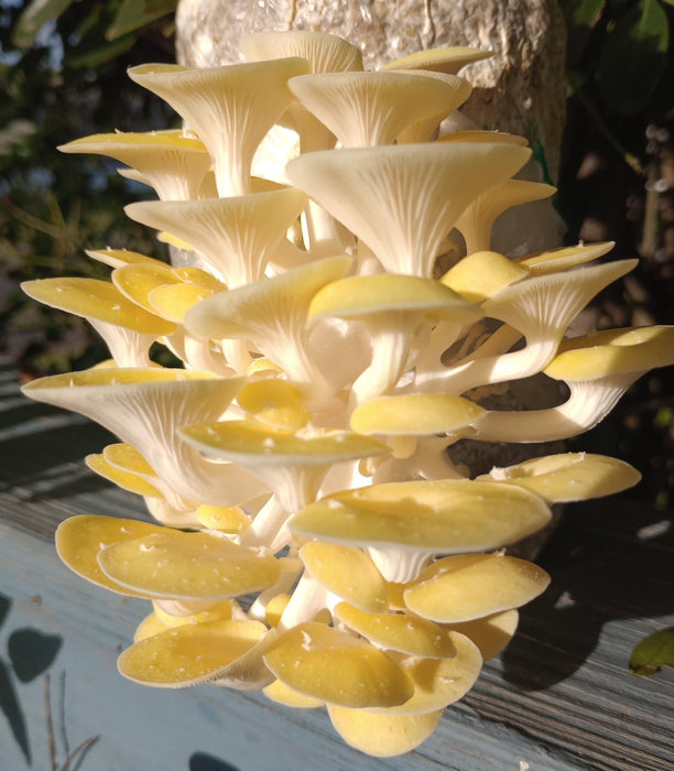 Four All in One Mushroom Kits, Yellow Oyster, Blue Oyster, Florida Oyster, and Pink Oyster