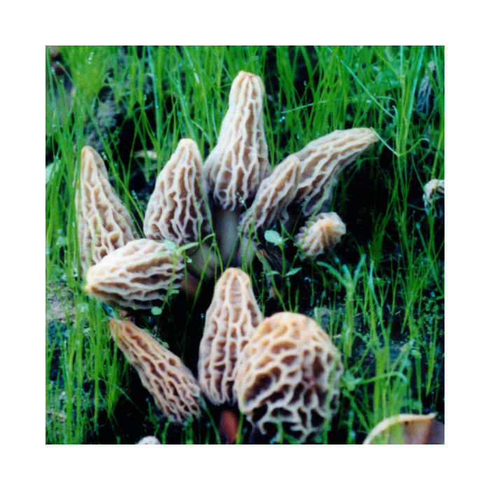 Backyard Morel Mushroom Growing Kit - MOREL HABITAT KIT ®