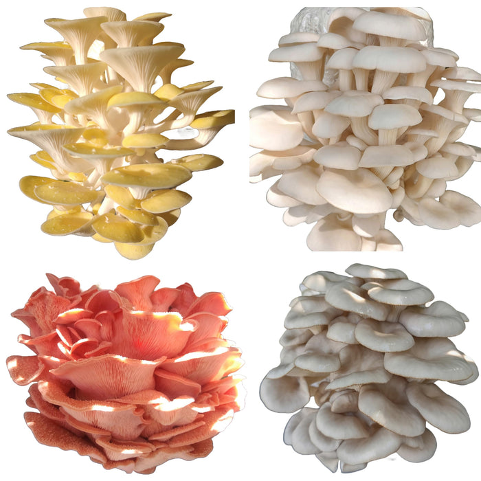 Four All in One Mushroom Kits, Yellow Oyster, Blue Oyster, Florida Oyster, and Pink Oyster