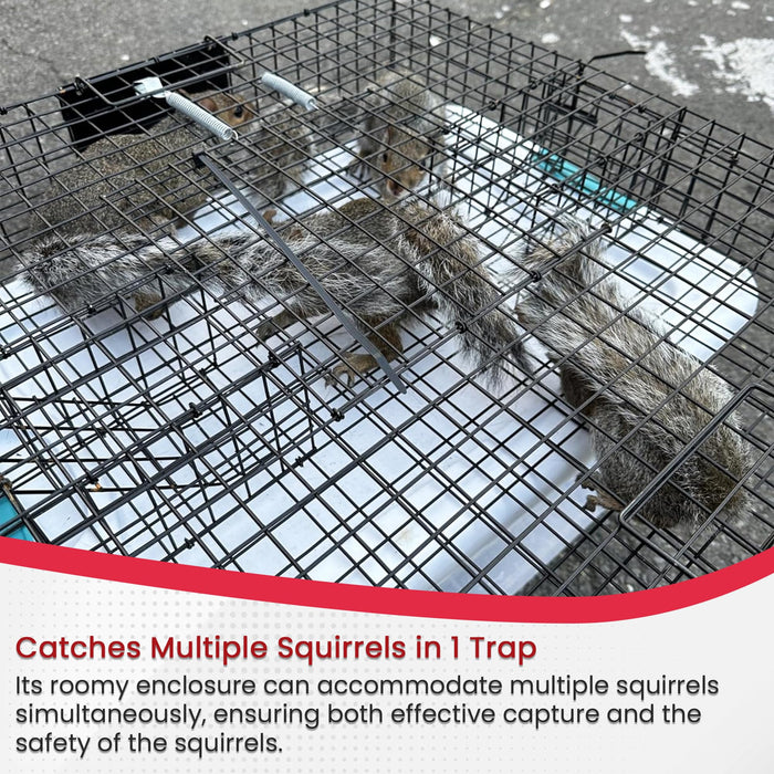 Predator Guard Squirrel Guard Trap - Humane Multi-Catch Trap, Attracts & Catches Multiple Squirrels in 1 Trap - Perfect for Indoor and Outdoor Use - Effective Squirrel Control to Protect your Property